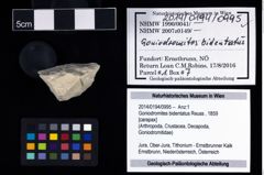 Foto (Objekt + Etikett) von Goniodromites bidentatus (Reuss, 1859)  (NHMW-GEO-2014-0194-0995)